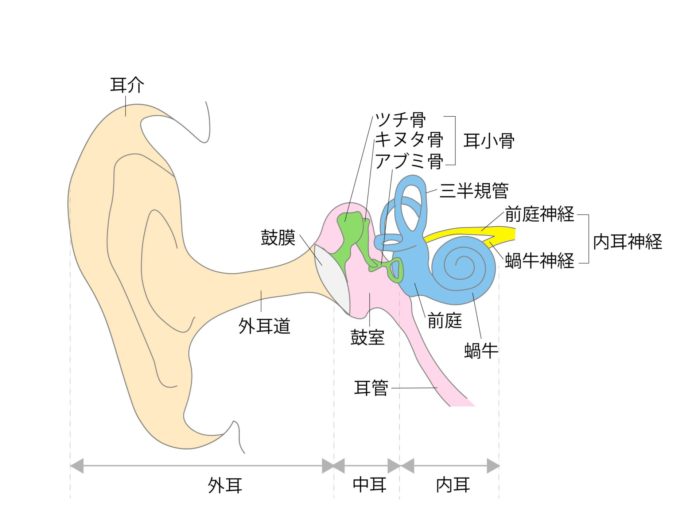 耳神経